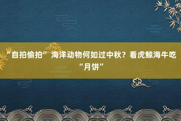 “自拍偷拍” 海洋动物何如过中秋？看虎鲸海牛吃“月饼”
