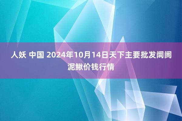 人妖 中国 2024年10月14日天下主要批发阛阓泥鳅价钱行情